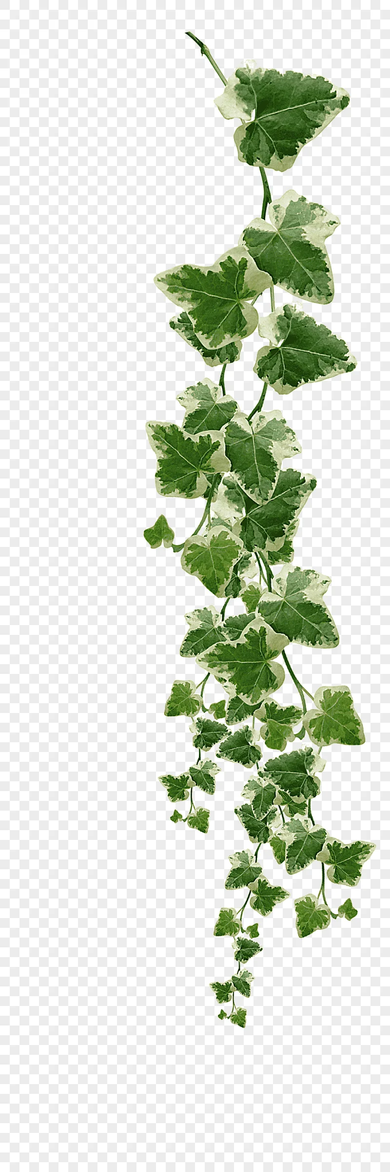png clipart common ivy vine muscadine grape plant vines plants s green leaves illustration