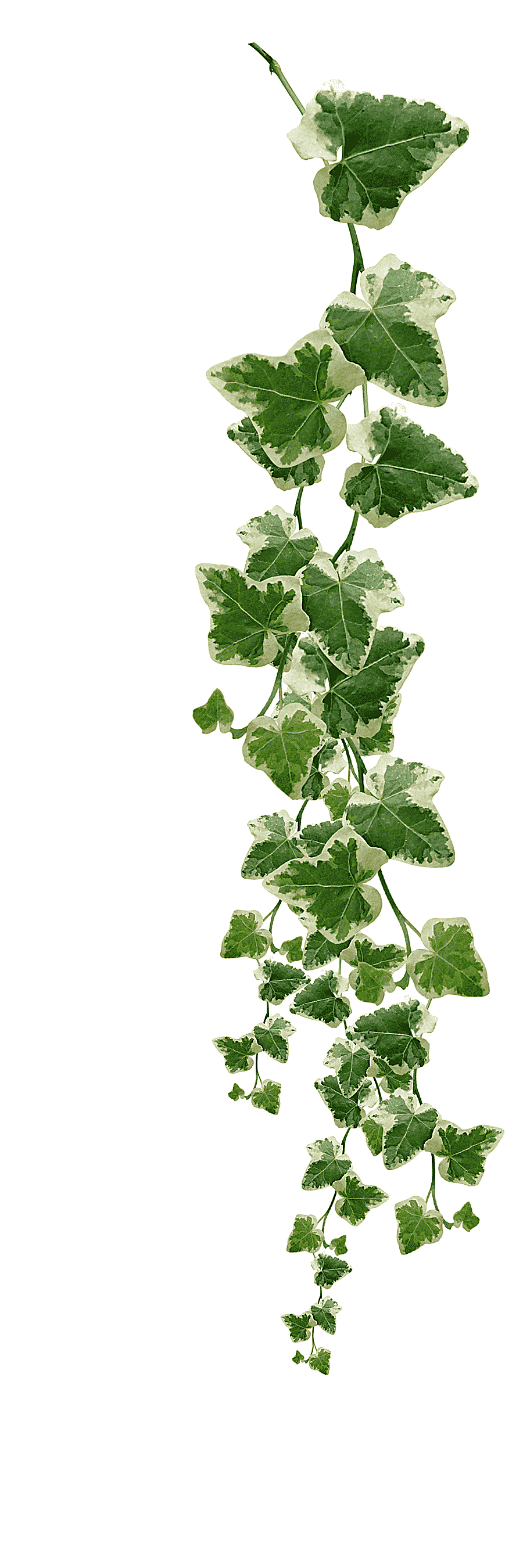 png clipart common ivy vine muscadine grape plant vines plants s green leaves illustration
