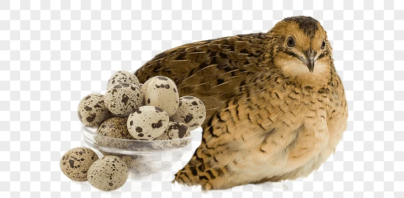 png clipart common quail japanese quail phasianidae chicken turkey quail eggs pet chicken