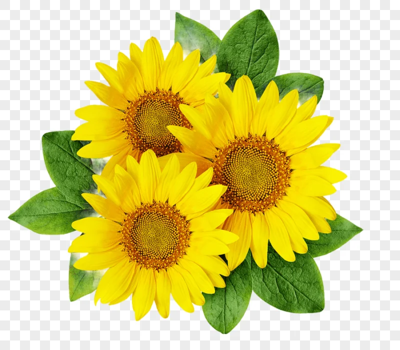 png clipart common sunflower cartoon sunflower seed cartoon sunflower cartoon character ph