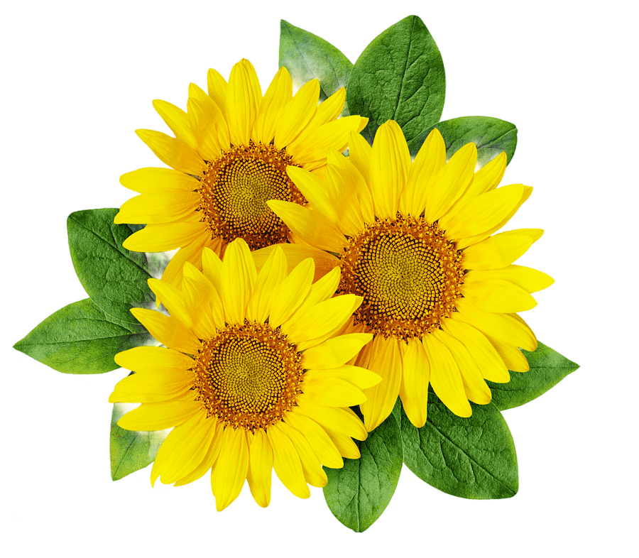 png clipart common sunflower cartoon sunflower seed cartoon sunflower cartoon character ph