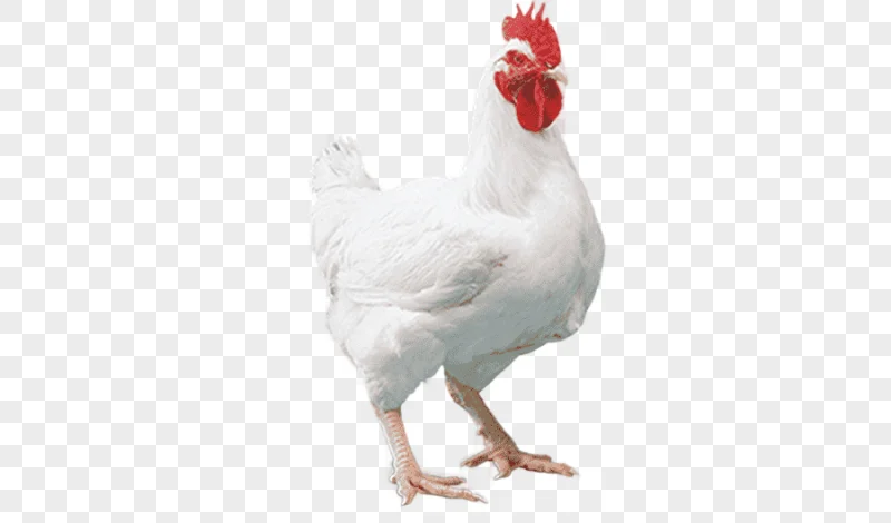 png clipart cornish chicken broiler chicken as food poultry farming others miscellaneous food