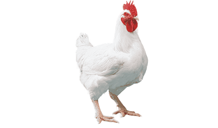 png clipart cornish chicken broiler chicken as food poultry farming others miscellaneous food
