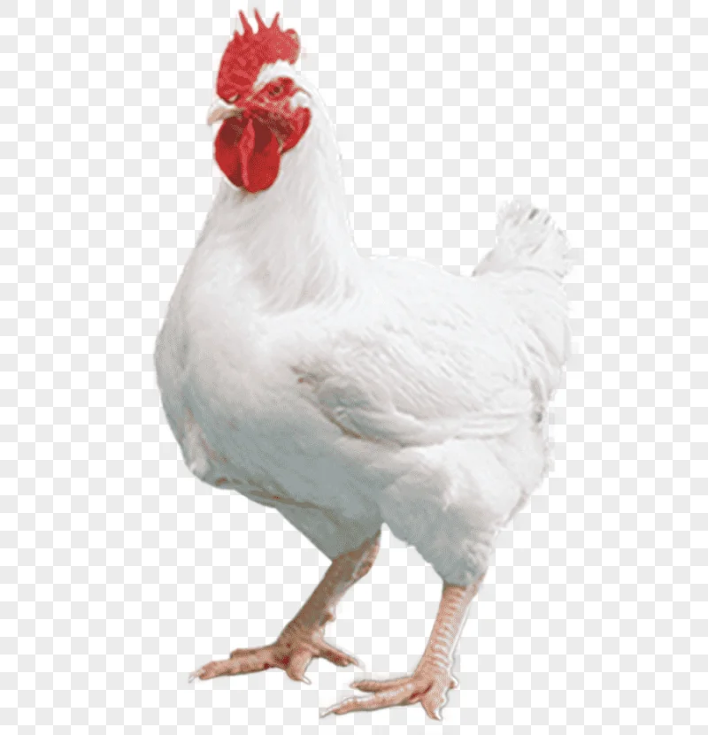 png clipart cornish chicken broiler kuroiler mandi chicken tikka masala egg food galliformes