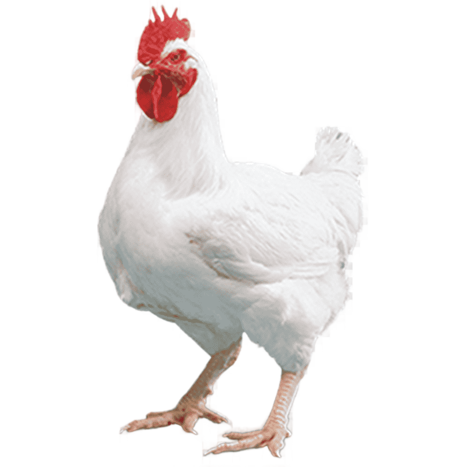 png clipart cornish chicken broiler kuroiler mandi chicken tikka masala egg food galliformes