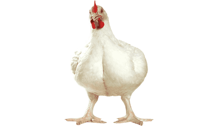 png clipart cornish chicken broiler roast chicken poultry farming meat galliformes chicken