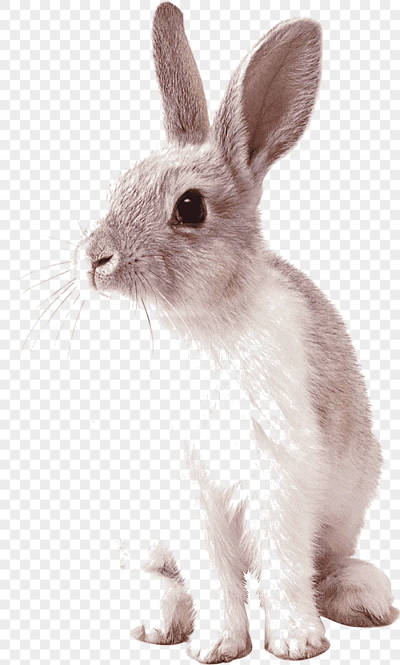 png clipart cottontail rabbit easter bunny rabit mammal animals