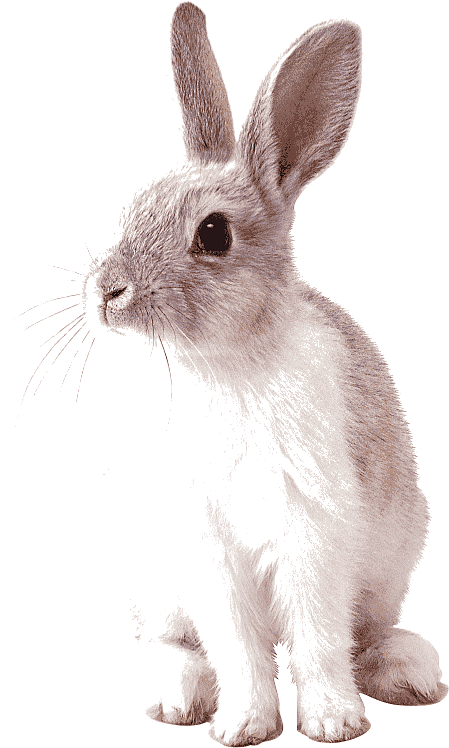 png clipart cottontail rabbit easter bunny rabit mammal animals