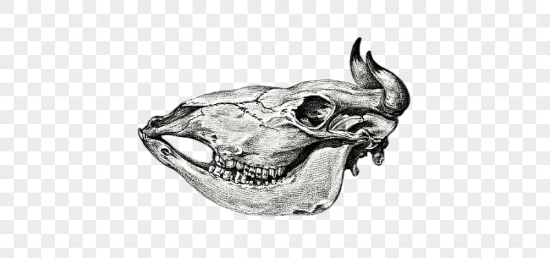 png clipart cow skull vintage images