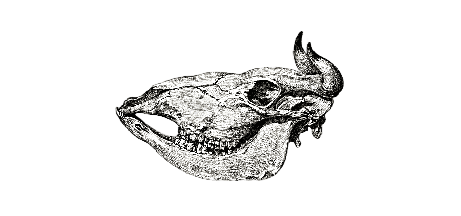 png clipart cow skull vintage images