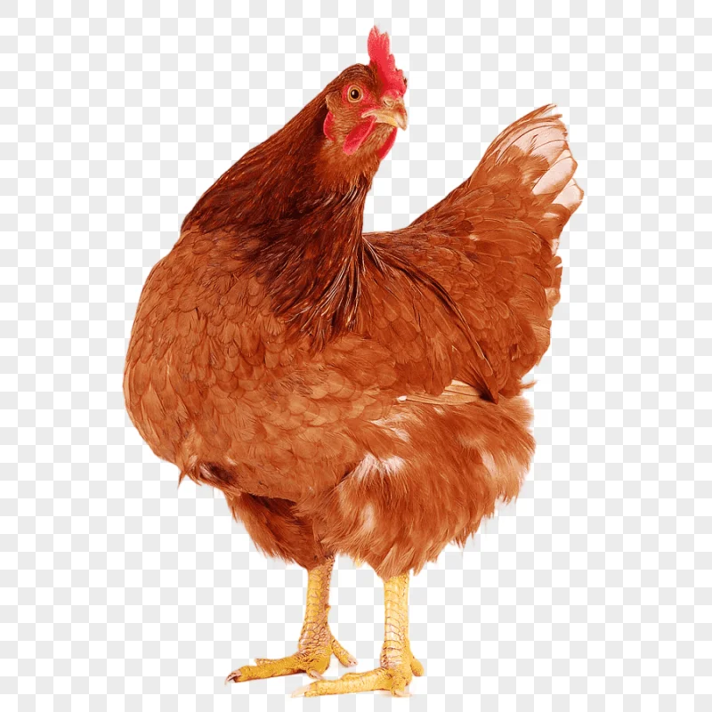 png clipart creole chicken galliformes graphy egg egg photography chicken