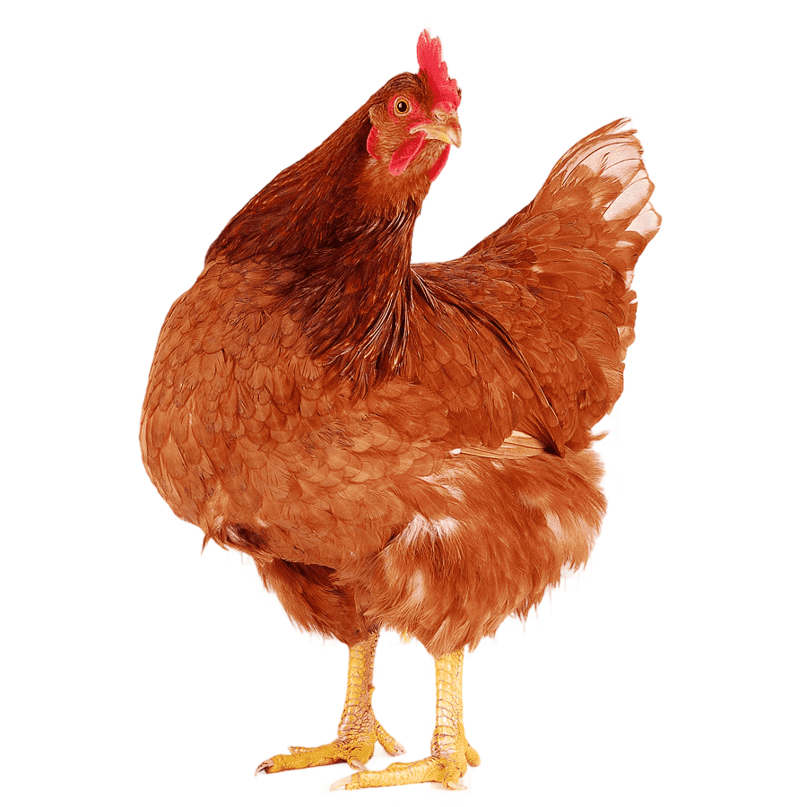 png clipart creole chicken galliformes graphy egg egg photography chicken