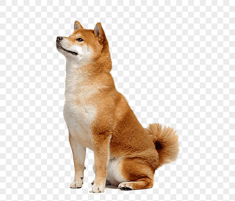 png clipart cute shiba inu material brown small animal pictures