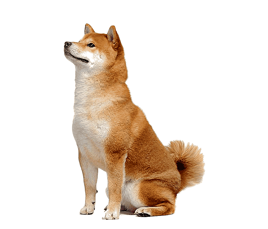 png clipart cute shiba inu material brown small animal pictures