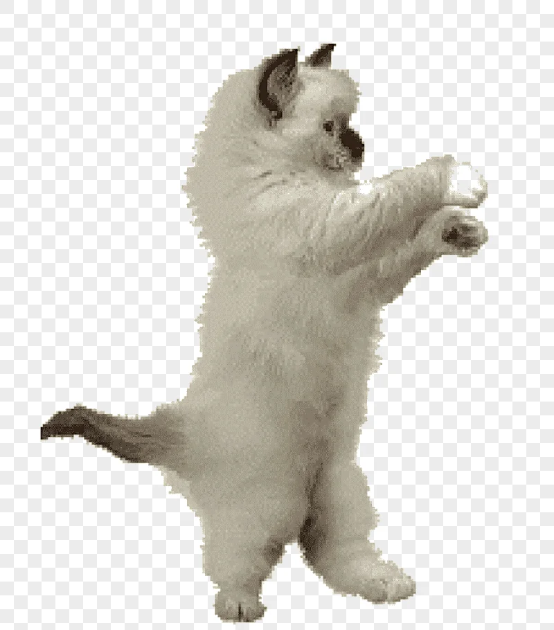 png clipart dance animation cat animation cat like mammal carnivoran