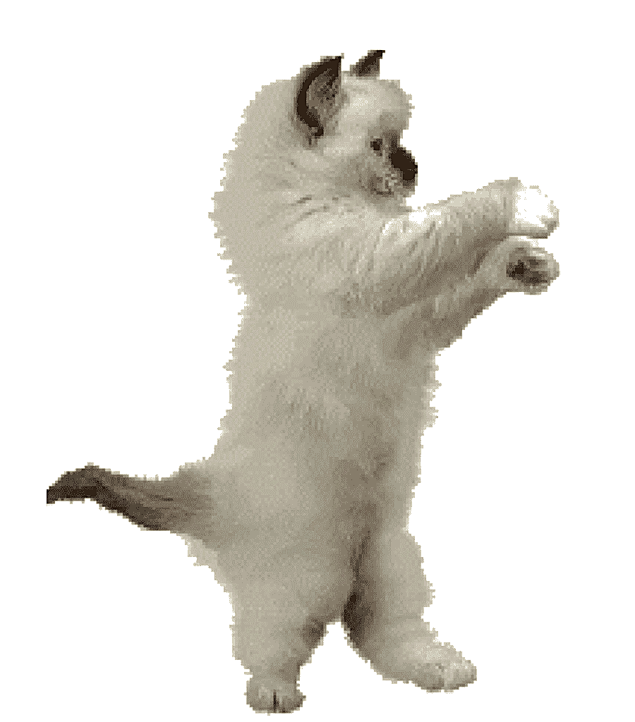 png clipart dance animation cat animation cat like mammal carnivoran