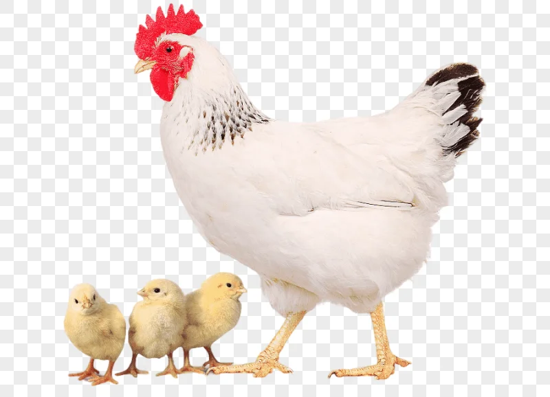 png clipart delaware chicken broiler new hampshire chicken plymouth rock chicken poultry e