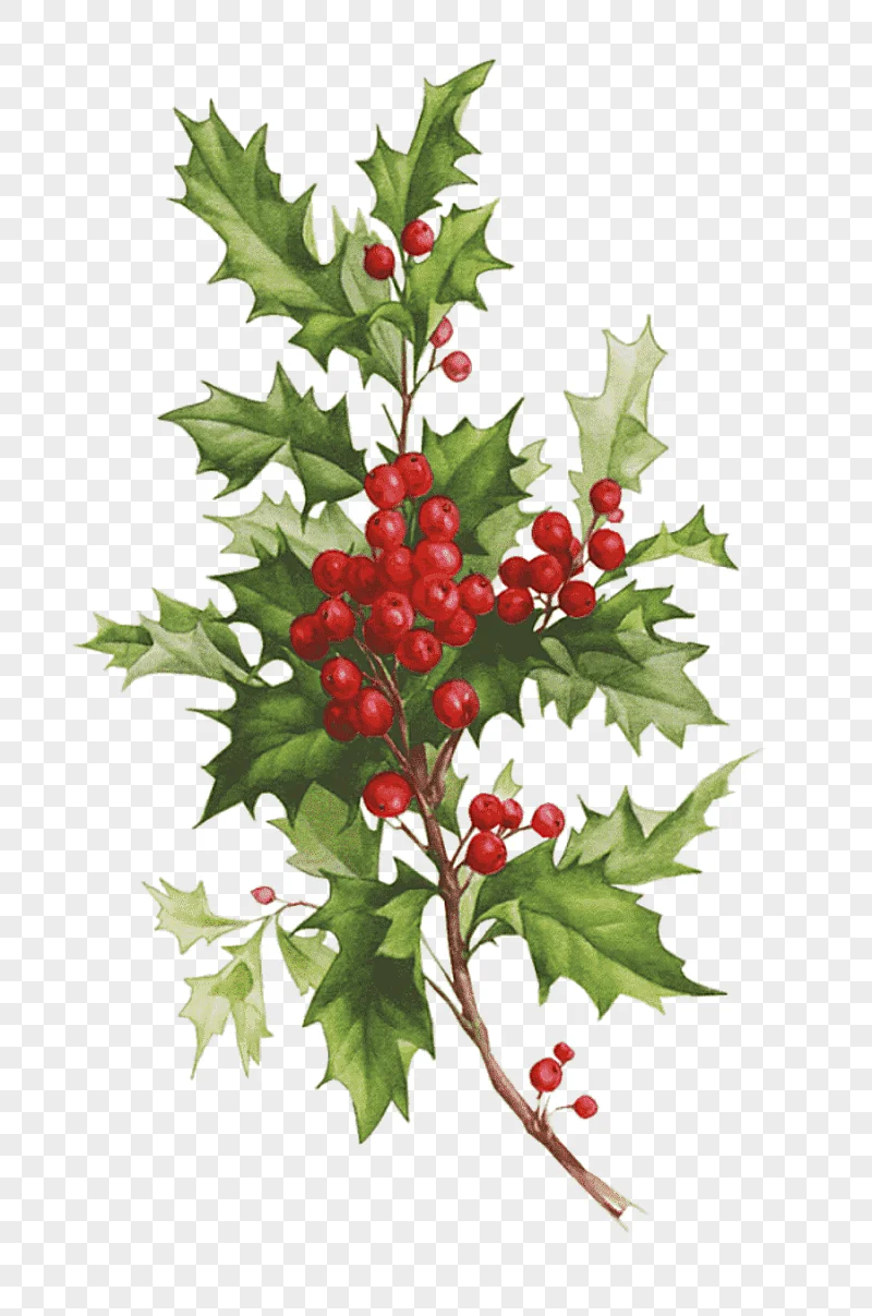 png clipart desktop christmas card santa claus christmas holidays branch