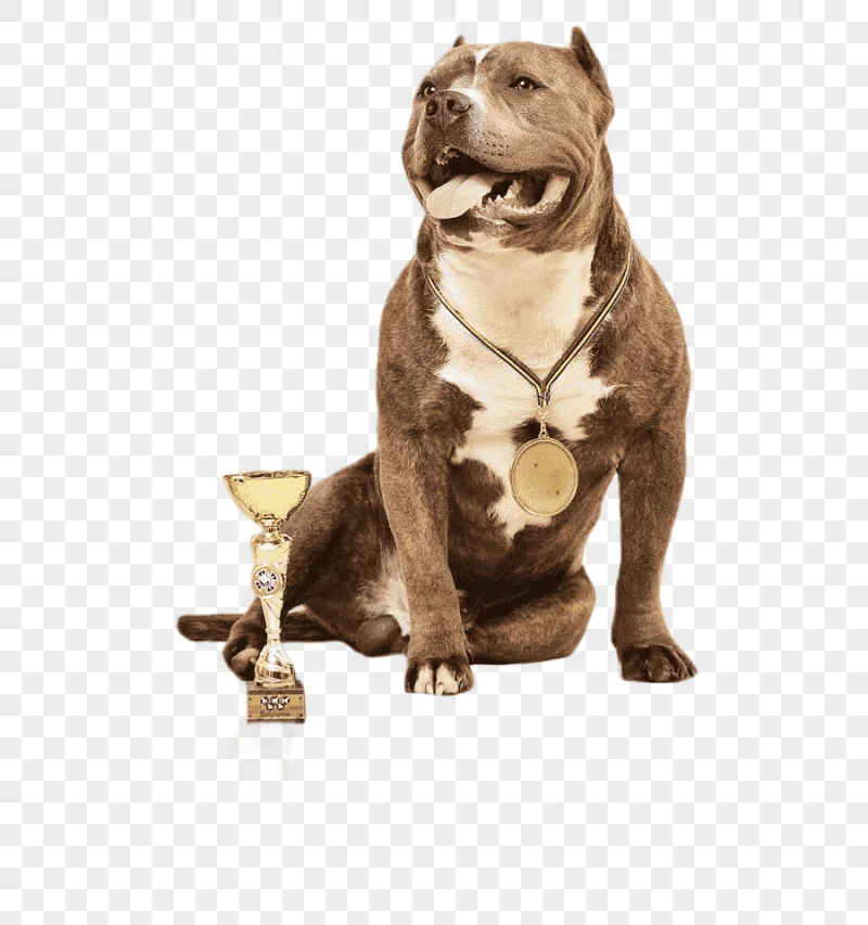 png clipart dog breed american pit bull terrier dog collar american bully carnivoran dog l