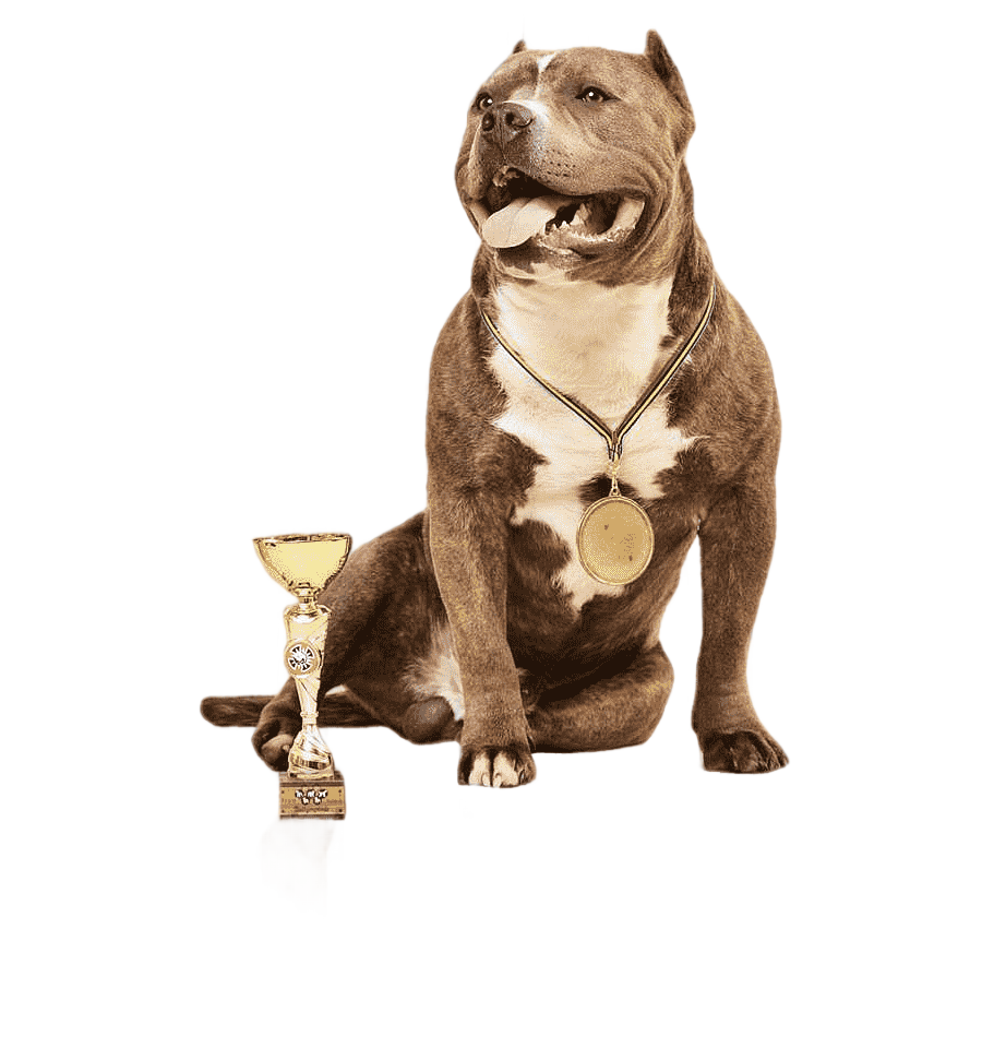 png clipart dog breed american pit bull terrier dog collar american bully carnivoran dog l