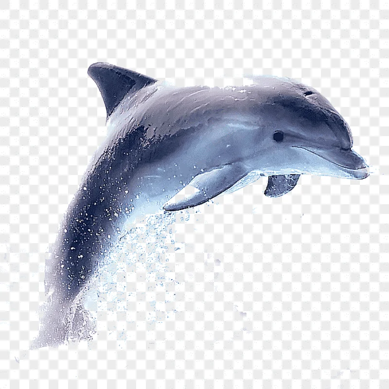 png clipart dolphin samsung galaxy a3 2017 wireless speaker kiss blue marine mammal