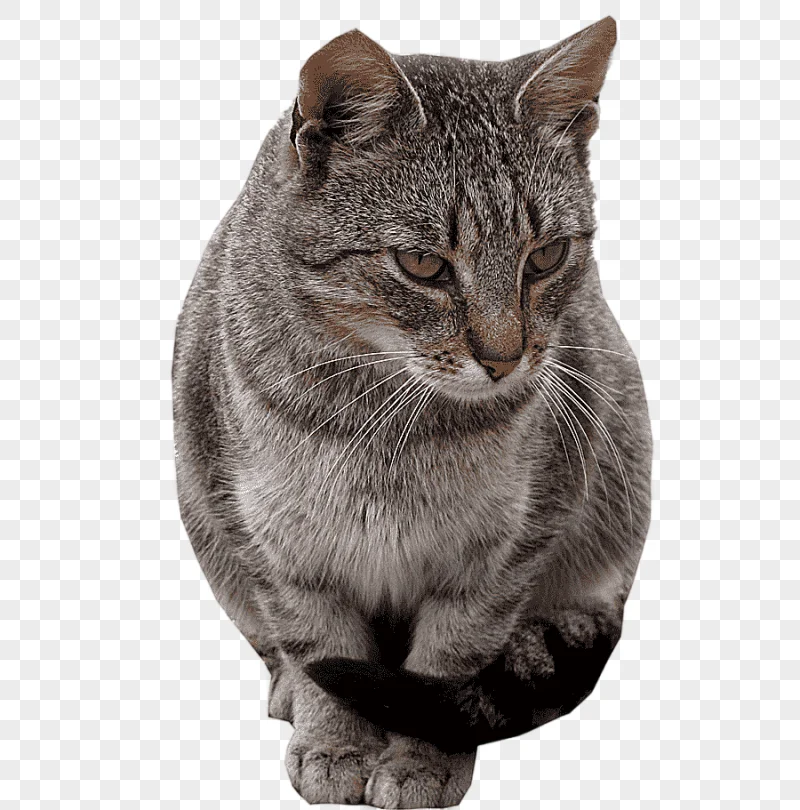 png clipart dragon li american shorthair california spangled european shorthair american w