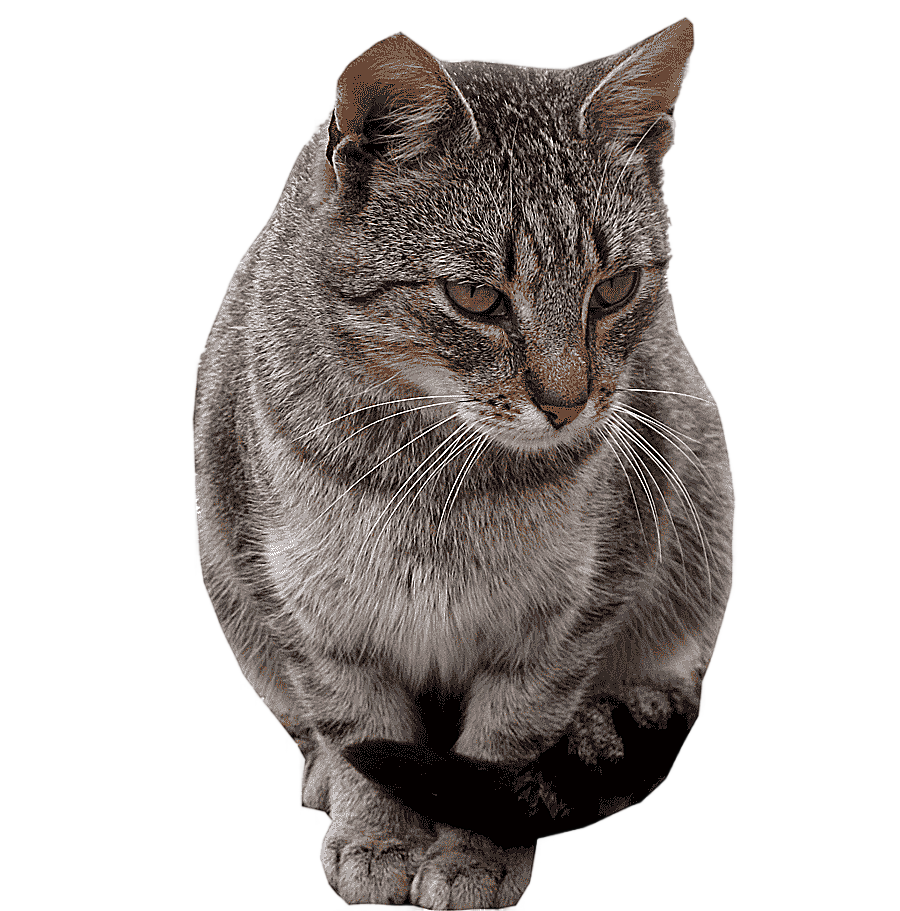 png clipart dragon li american shorthair california spangled european shorthair american w