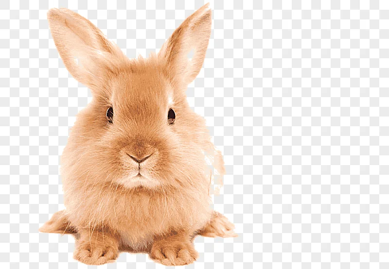 png clipart easter bunny domestic rabbit hare mammal animals