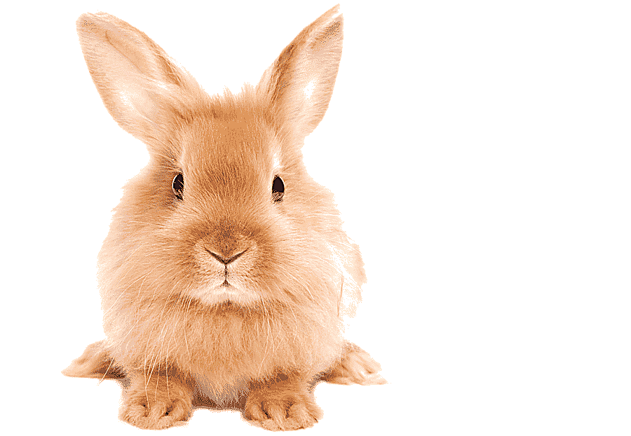 png clipart easter bunny domestic rabbit hare mammal animals