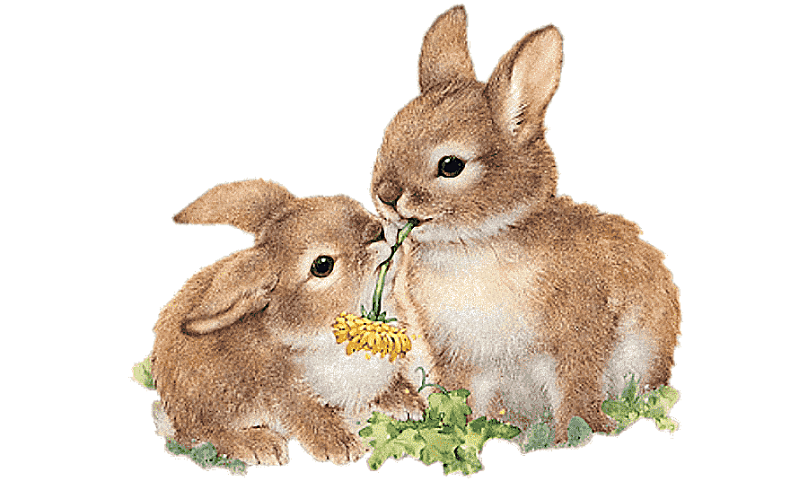 png clipart easter bunny easter parade holland lop hare easter watercolor painting mammal