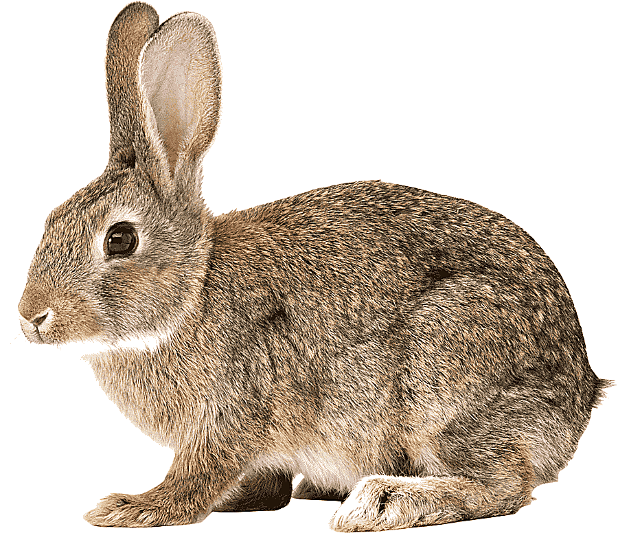 png clipart easter bunny hare cottontail rabbit domestic rabbit european rabbit rabbit mam