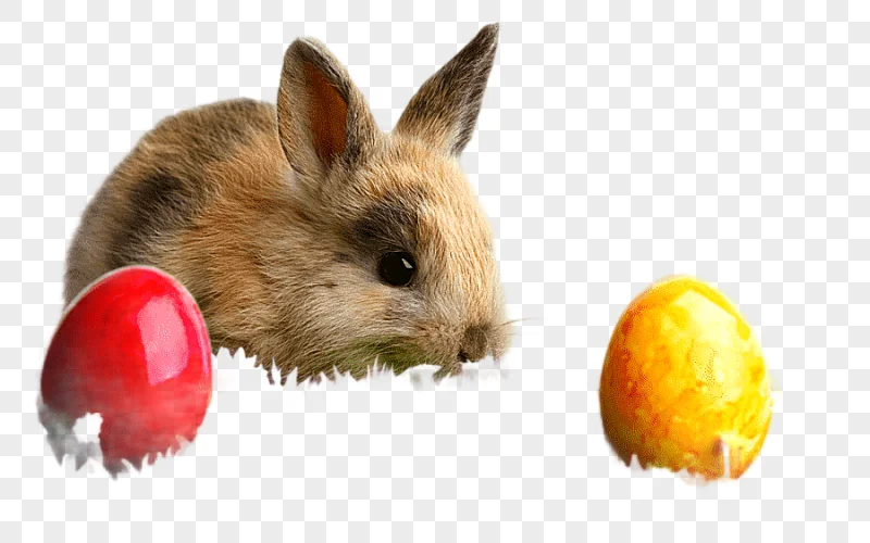 png clipart easter bunny wedding invitation desktop rabbit easter bunny holidays wedding i