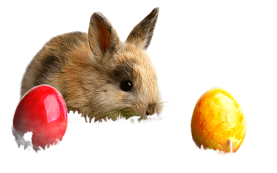 png clipart easter bunny wedding invitation desktop rabbit easter bunny holidays wedding i