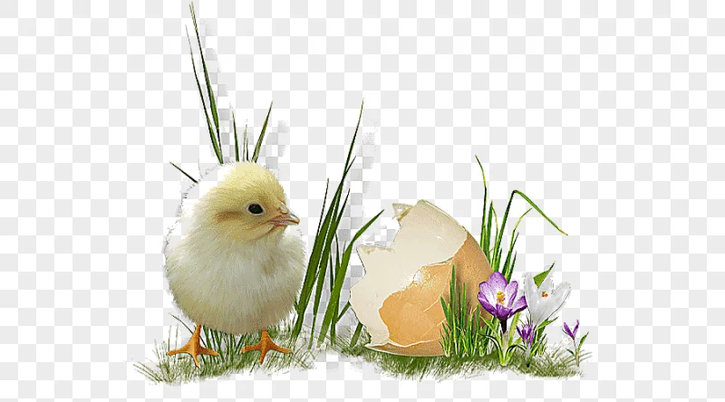 png clipart easter egg chicken easter holidays chicken