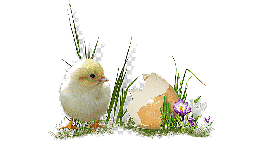 png clipart easter egg chicken easter holidays chicken