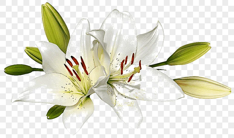 png clipart easter lily flower graphy lilies white holidays