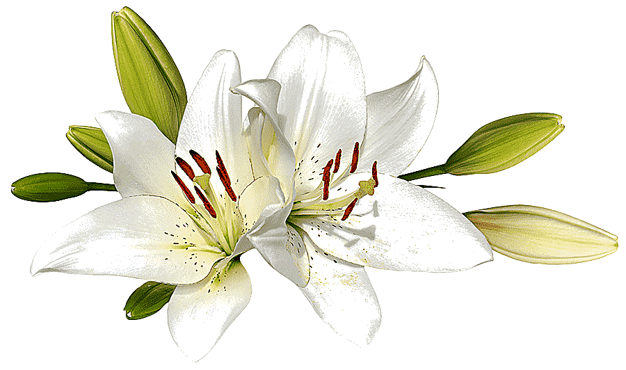 png clipart easter lily flower graphy lilies white holidays