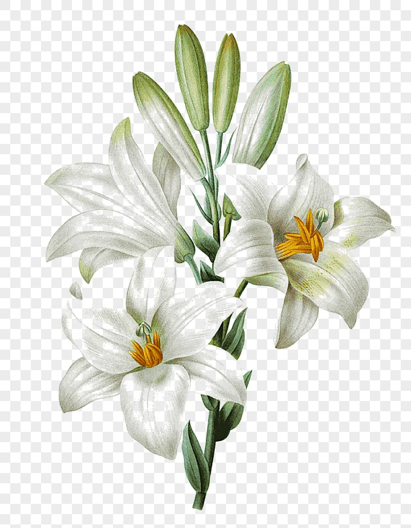 png clipart easter lily lilium candidum tiger lily watercolor painting hand painted lily w