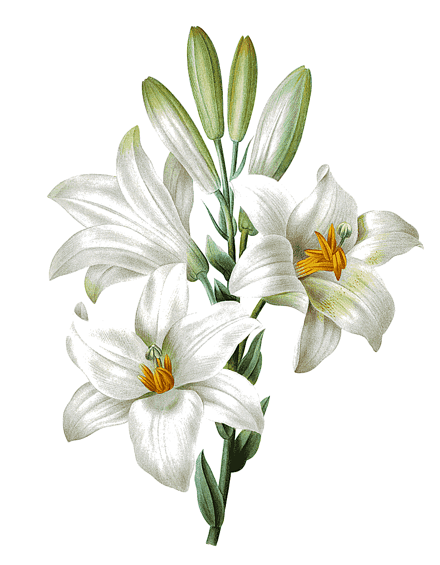 png clipart easter lily lilium candidum tiger lily watercolor painting hand painted lily w