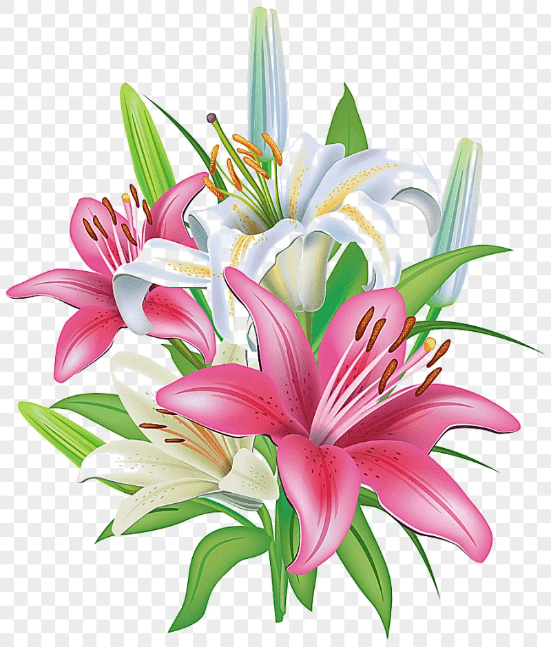 png clipart easter lily tiger lily flower lily flower arranging lilium