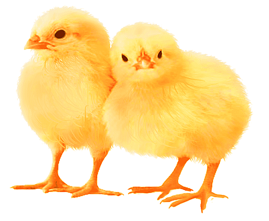 png clipart easter theme chickens two chicken chicks