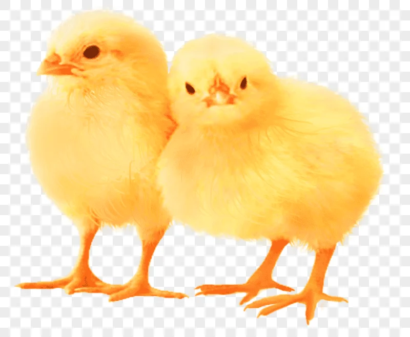 png clipart easter theme chickens two chicken chicks