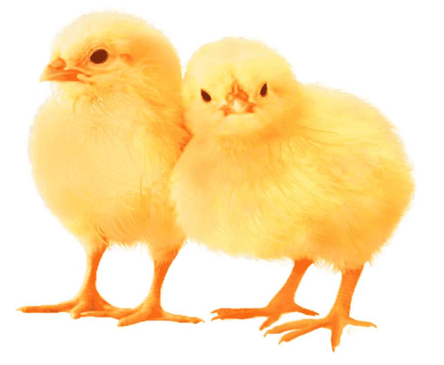 png clipart easter theme chickens two chicken chicks