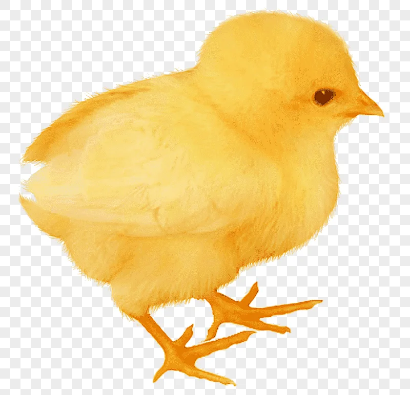 png clipart easter theme chickens yellow chick