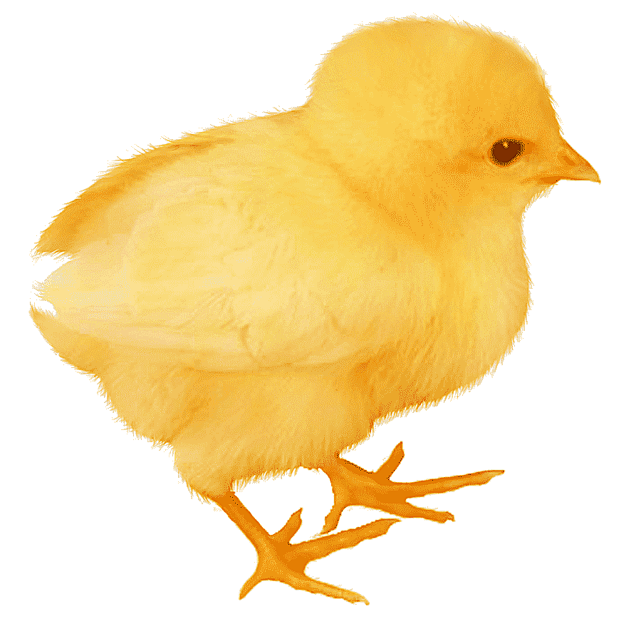 png clipart easter theme chickens yellow chick
