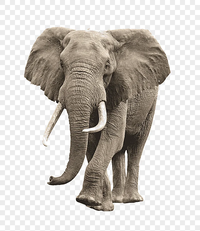 png clipart elephant hd the big picture