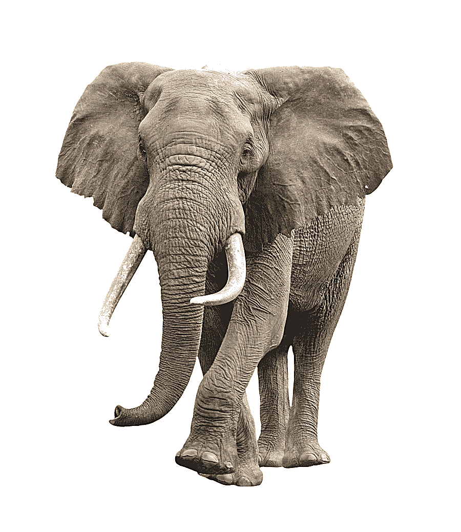 png clipart elephant hd the big picture