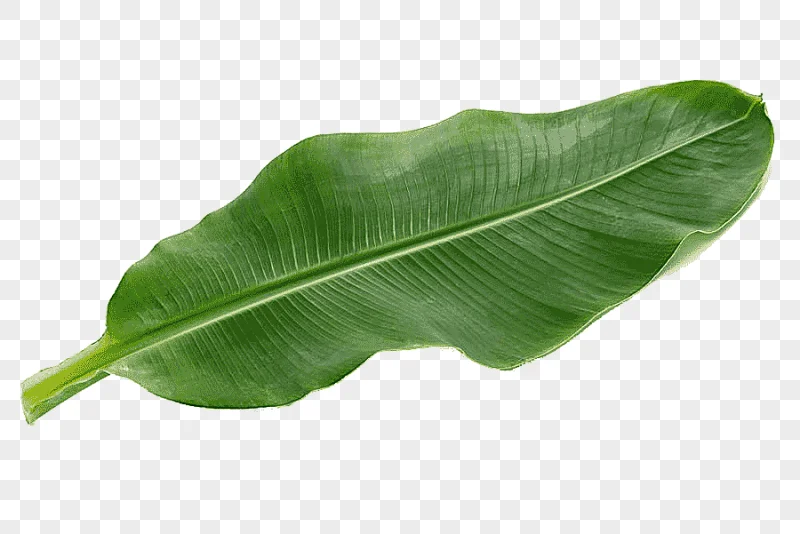 png clipart emerald green banana leaf in kind green leaves