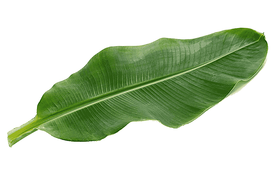 png clipart emerald green banana leaf in kind green leaves