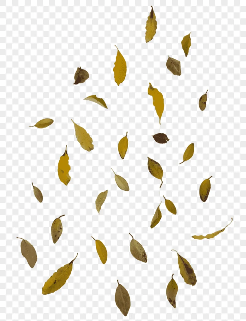 png clipart falling dried leaves autumn leaf color falling leaves image file formats leaf